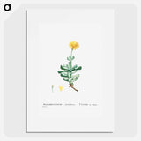 Mesembryanthemum Dolabriforme (Fig–marigold) - Pierre-Joseph Redouté Poster.