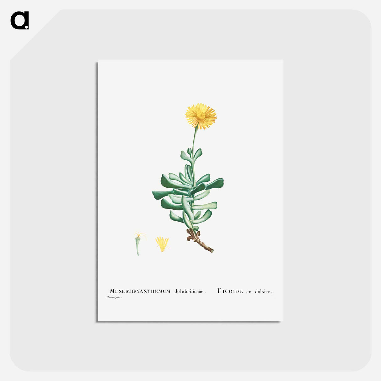 アートポストカード-Mesembryanthemum Dolabriforme (Fig–marigold) - ピエール ジョゼフ ルドゥーテ Postcard.