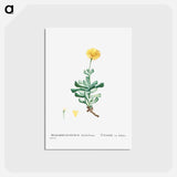 アートポストカード-Mesembryanthemum Dolabriforme (Fig–marigold) - ピエール ジョゼフ ルドゥーテ Postcard.