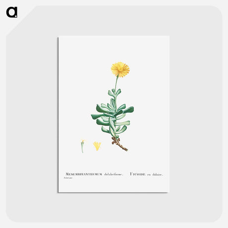 アートポストカード-Mesembryanthemum Dolabriforme (Fig–marigold) - ピエール ジョゼフ ルドゥーテ Postcard.