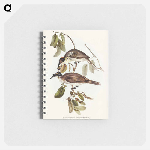 Friar Bird
 - John Gould Memo.