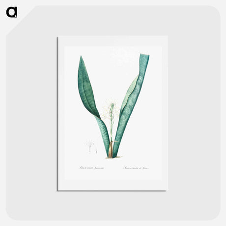 アートポストカード-Mother-in-law's tongue - ピエール ジョゼフ ルドゥーテ Postcard.