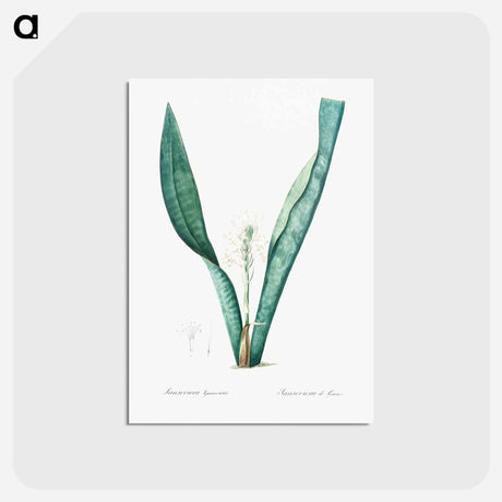 アートポストカード-Mother-in-law's tongue - ピエール ジョゼフ ルドゥーテ Postcard.