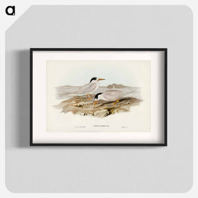 アートポスター-Australian Little Tern
 - ジョン グールド Poster.