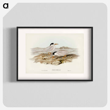 Australian Little Tern
 - ジョン グールド Poster.