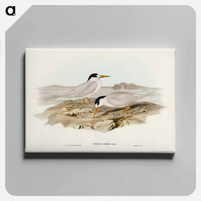アートパネル-Australian Little Tern
 - ジョン グールド Canvas.