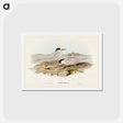 アートポストカード-Australian Little Tern
 - ジョン グールド Postcard.