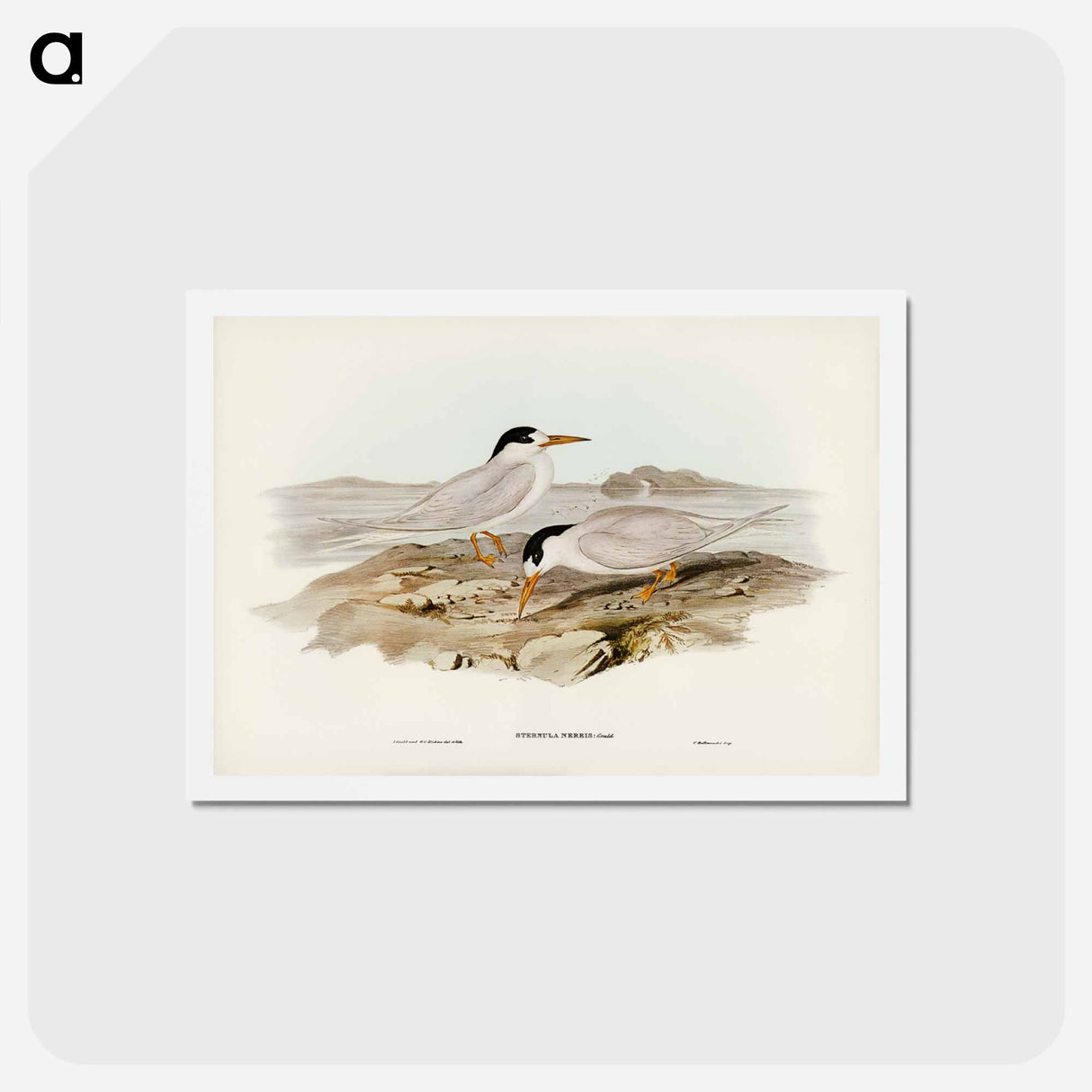 アートポストカード-Australian Little Tern
 - ジョン グールド Postcard.