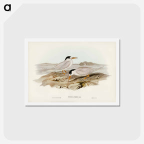 アートポストカード-Australian Little Tern
 - ジョン グールド Postcard.