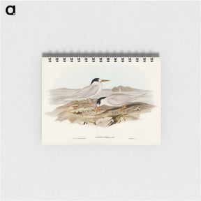 アートメモ帳-Australian Little Tern
 - ジョン グールド Memo.