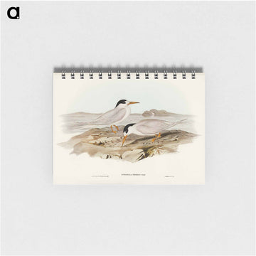 Australian Little Tern
 - ジョン グールド Memo.