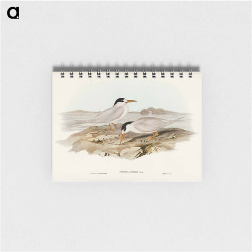 Australian Little Tern
 - John Gould Memo.