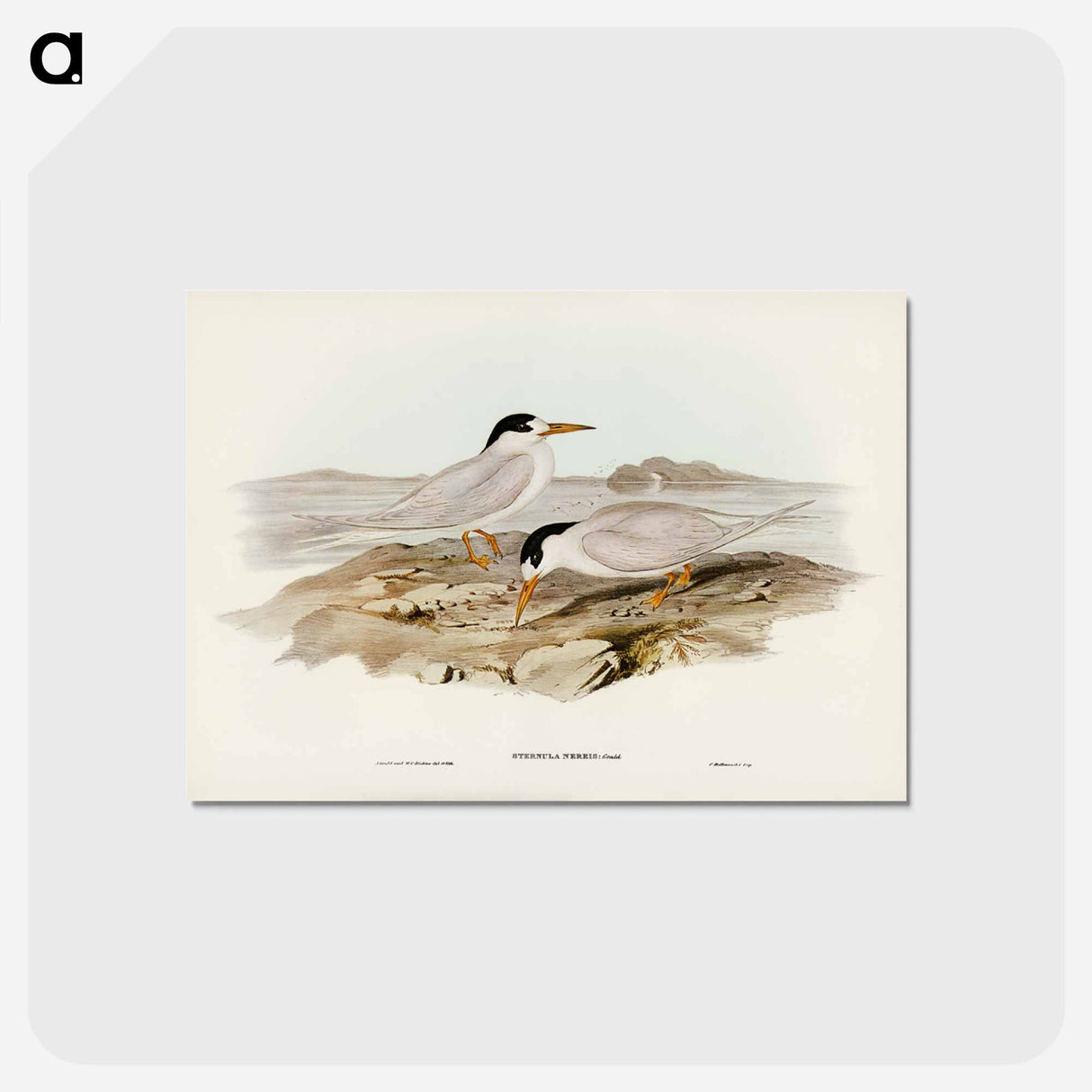 アートポストカード-Australian Little Tern
 - ジョン グールド Postcard.