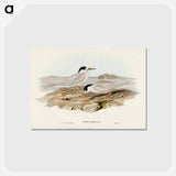 アートポストカード-Australian Little Tern
 - ジョン グールド Postcard.