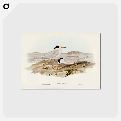 アートポストカード-Australian Little Tern
 - ジョン グールド Postcard.