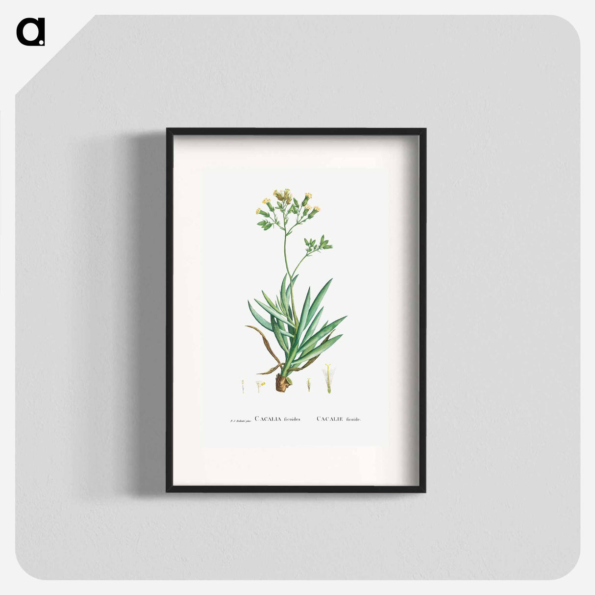 Cacalia Ficoides (Blue Chalk Stick) - Pierre Joseph Redouté Poster.