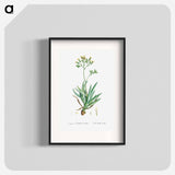 Cacalia Ficoides (Blue Chalk Stick) - Pierre Joseph Redouté Poster.