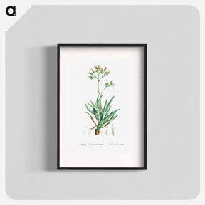 アートポスター-Cacalia Ficoides (Blue Chalk Stick) - ピエール ジョゼフ ルドゥーテ Poster.