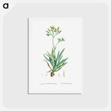 アートポストカード-Cacalia Ficoides (Blue Chalk Stick) - ピエール ジョゼフ ルドゥーテ Postcard.