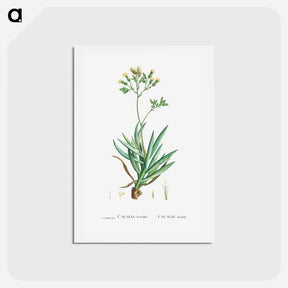 アートポストカード-Cacalia Ficoides (Blue Chalk Stick) - ピエール ジョゼフ ルドゥーテ Postcard.