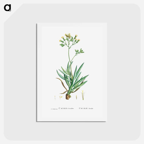 アートポストカード-Cacalia Ficoides (Blue Chalk Stick) - ピエール ジョゼフ ルドゥーテ Postcard.