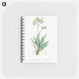 Cacalia Ficoides (Blue Chalk Stick) - ピエール ジョゼフ ルドゥーテ Memo.