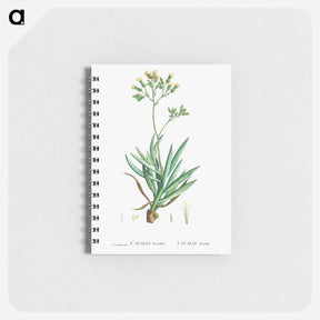アートメモ帳-Cacalia Ficoides (Blue Chalk Stick) - ピエール ジョゼフ ルドゥーテ Memo.