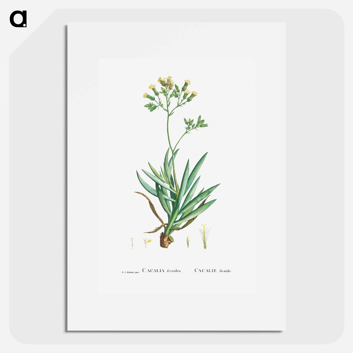Cacalia Ficoides (Blue Chalk Stick) - Pierre Joseph Redouté Poster.