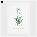 Cacalia Ficoides (Blue Chalk Stick) - Pierre Joseph Redouté Poster.