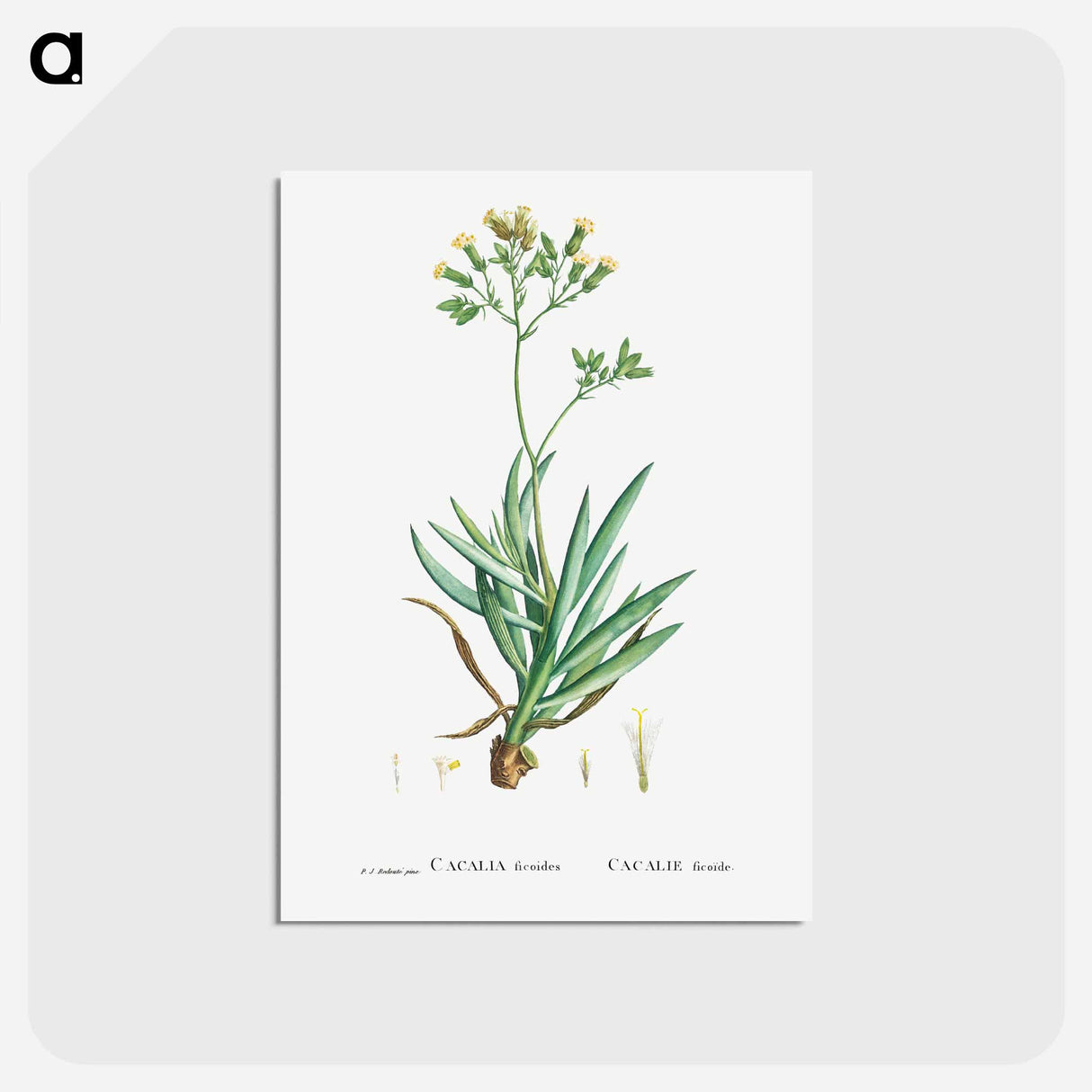 アートポストカード-Cacalia Ficoides (Blue Chalk Stick) - ピエール ジョゼフ ルドゥーテ Postcard.