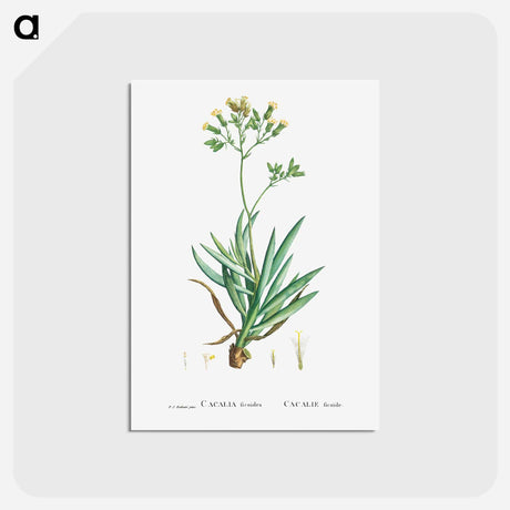 アートポストカード-Cacalia Ficoides (Blue Chalk Stick) - ピエール ジョゼフ ルドゥーテ Postcard.