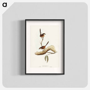 アートポスター-Striated Wren
 - ジョン グールド Poster.