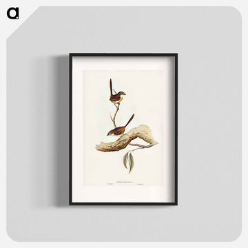 Striated Wren
 - ジョン グールド Poster.