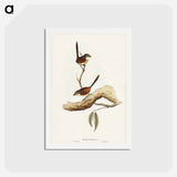 アートポストカード-Striated Wren
 - ジョン グールド Postcard.