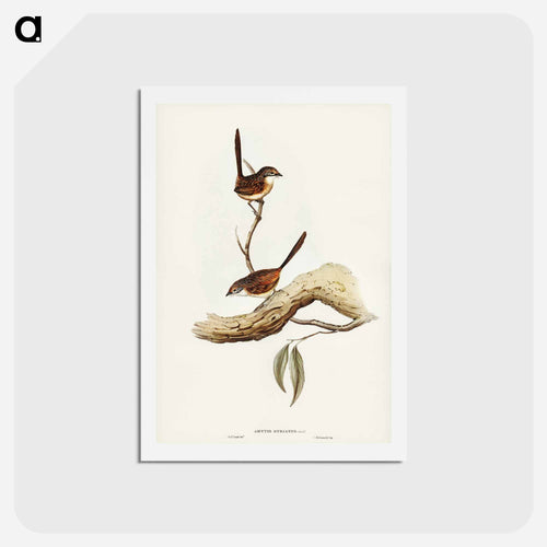 Striated Wren
 - ジョン グールド Postcard.
