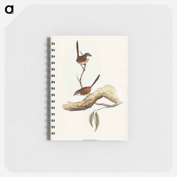 Striated Wren
 - ジョン グールド Memo.