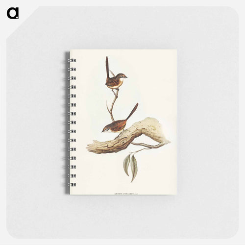 Striated Wren
 - John Gould Memo.