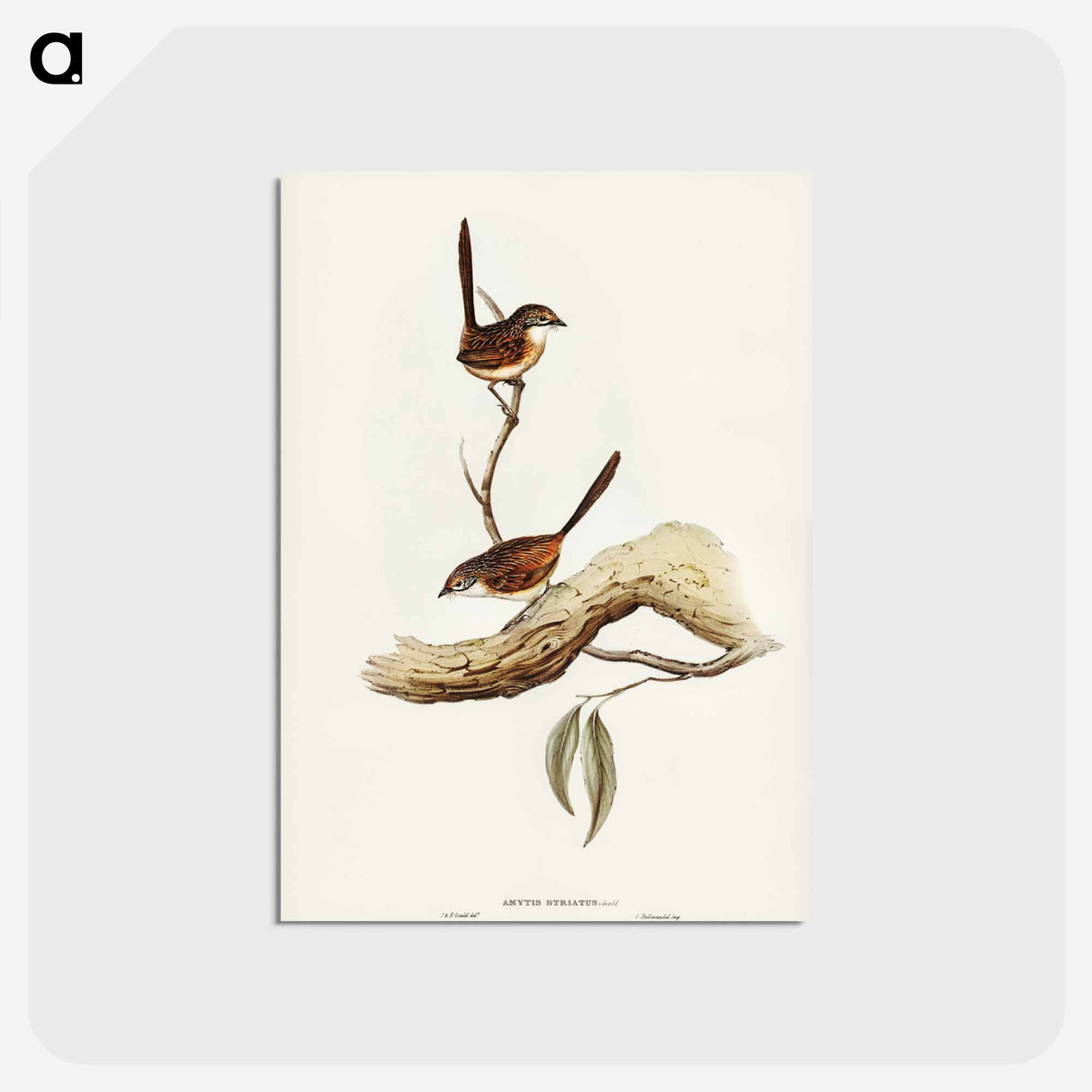 アートポストカード-Striated Wren
 - ジョン グールド Postcard.