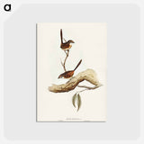 アートポストカード-Striated Wren
 - ジョン グールド Postcard.