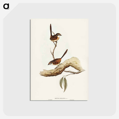 アートポストカード-Striated Wren
 - ジョン グールド Postcard.