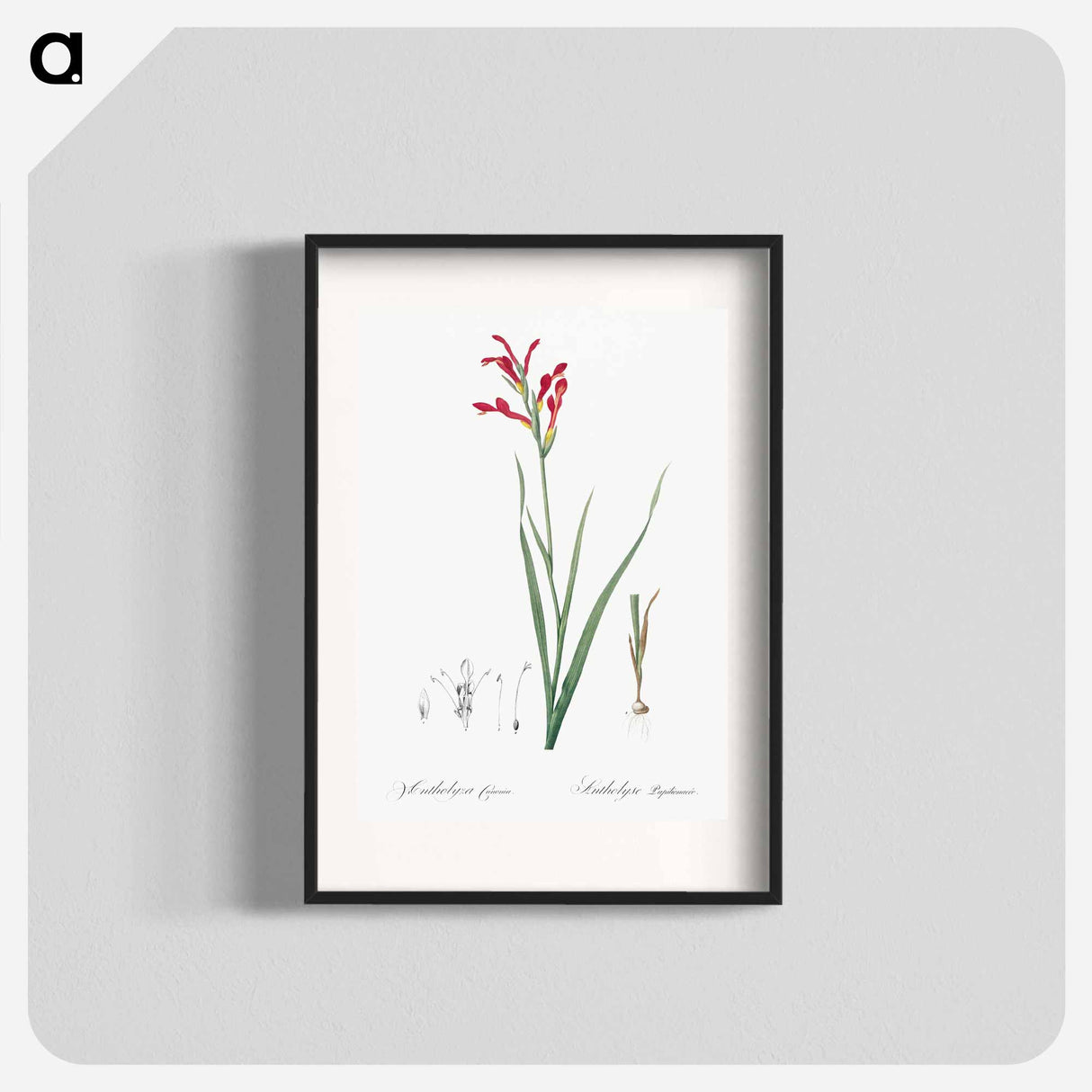 Gladiolus cunonius illustration - Pierre Joseph Redouté Poster.