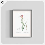 Gladiolus cunonius illustration - Pierre Joseph Redouté Poster.