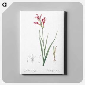 アートパネル-Gladiolus cunonius illustration - ピエール ジョゼフ ルドゥーテ Canvas.