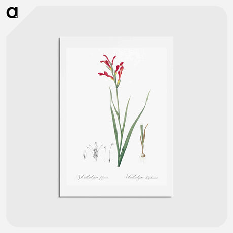 アートポストカード-Gladiolus cunonius illustration - ピエール ジョゼフ ルドゥーテ Postcard.