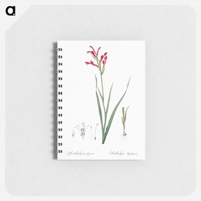 アートメモ帳-Gladiolus cunonius illustration - ピエール ジョゼフ ルドゥーテ Memo.