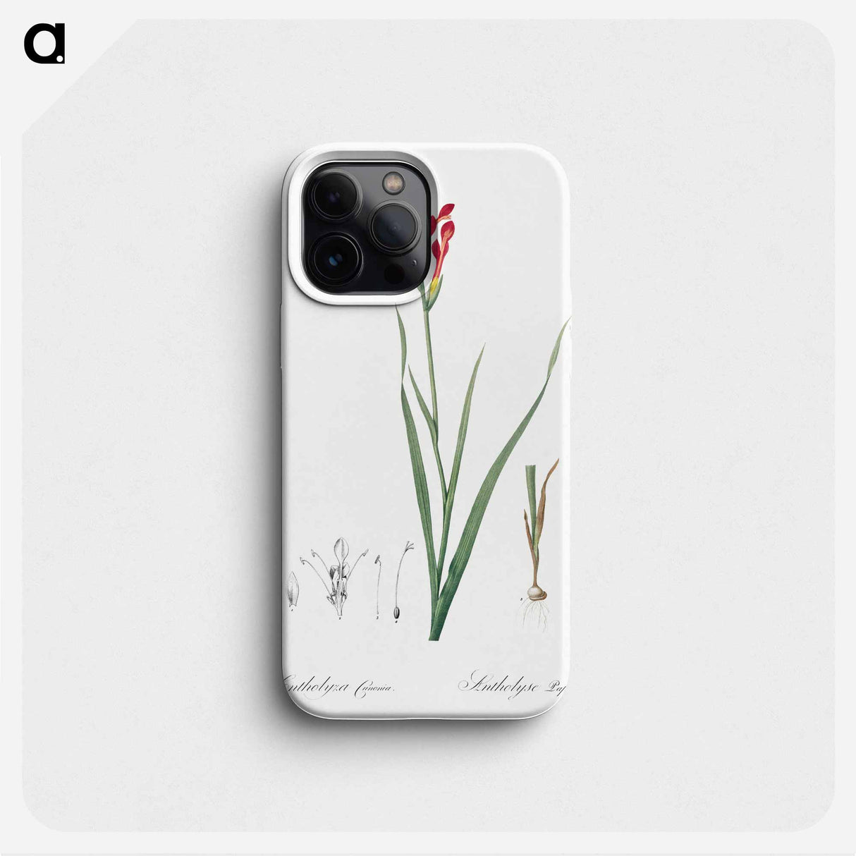 Gladiolus cunonius illustration - Pierre Joseph Redouté Phone Case.