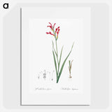 Gladiolus cunonius illustration - Pierre Joseph Redouté Poster.
