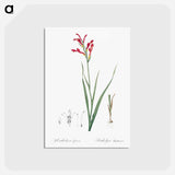 アートポストカード-Gladiolus cunonius illustration - ピエール ジョゼフ ルドゥーテ Postcard.