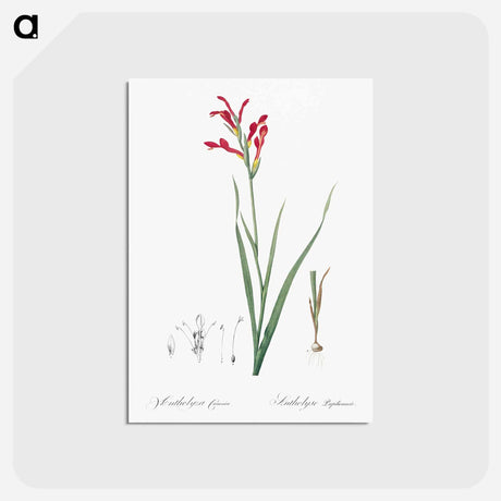 アートポストカード-Gladiolus cunonius illustration - ピエール ジョゼフ ルドゥーテ Postcard.