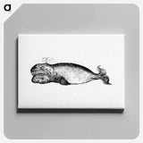 アートパネル-Whale from The Earth, Tricone Of Universal Geography For G. Marinelli And Other Italian Scientists, Etc
 - 大英図書館 Canvas.